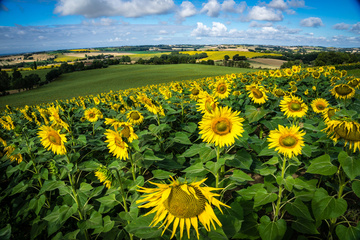 Champs de tournesols dans la campagne de Lannemezan